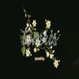 Tomris - Yaradılış