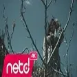 Sebine Celalzade - Nigaranam