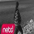 Ayıp Olmaz Mı - Sensiz Olmaz