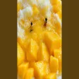망고빙수 (Mango Bingsu)