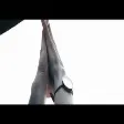 Hesen Aydın - Can damarım 2021 (YUKLE)