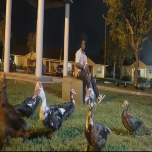 Kodak Black - Little Birdie