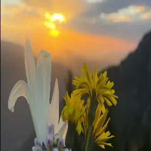 Aslıhan ÇİÇEK - Sarı Çiçeğim